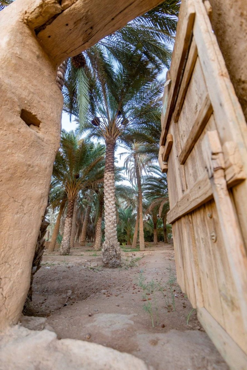 مليون نخلة في الجوف تنتج 43 ألف طن .. أشهرها الـ«حلوة»