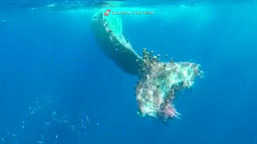 مساع لتحرير حوت عملاق عالق في شبكة صيد مهجورة قبالة سواحل إيطاليا