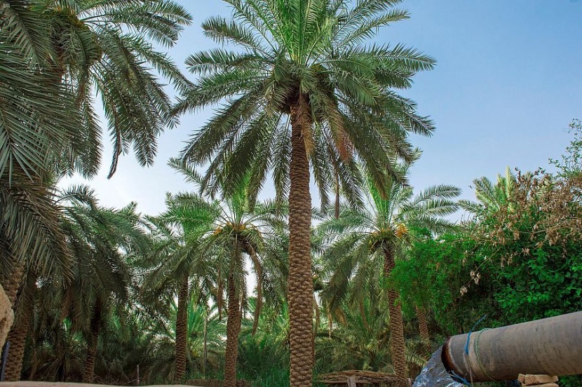 مزارعو القصيم يستعدون لجني محصول 7 ملايين نخلة من التمور