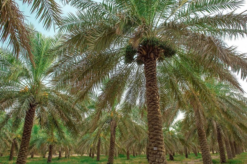 مزارعو القصيم يستعدون لجني محصول 7 ملايين نخلة من التمور