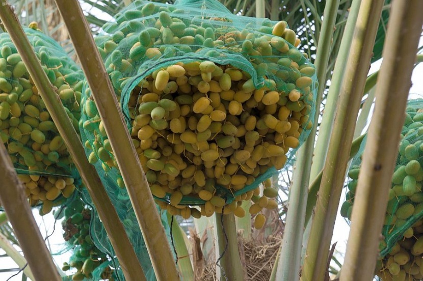 مزارعو القصيم يستعدون لجني محصول 7 ملايين نخلة من التمور