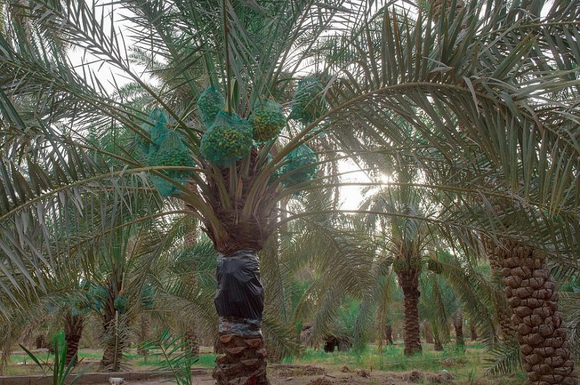 مزارعو القصيم يستعدون لجني محصول 7 ملايين نخلة من التمور