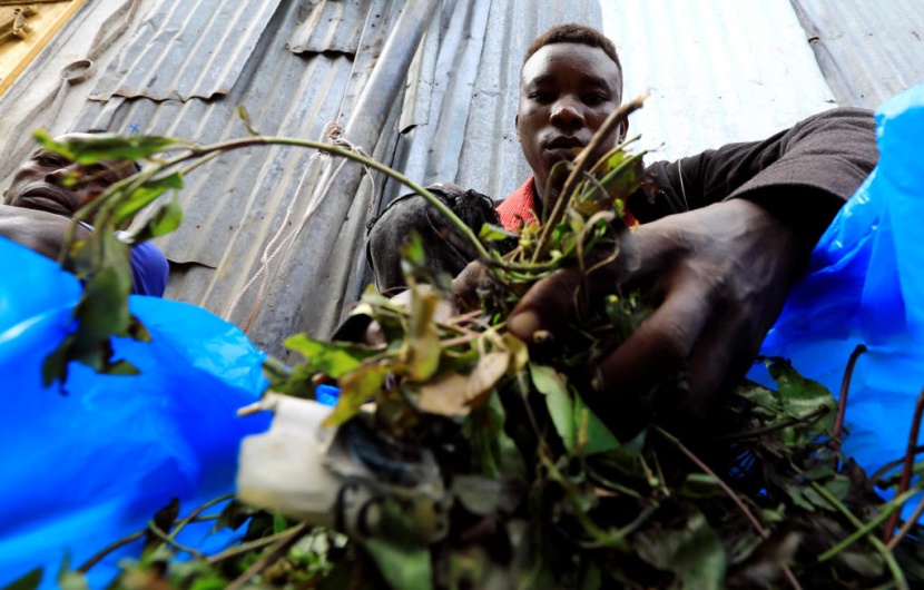 الصومال: نقص القات بسبب كورونا يفاقم المشاكل الصحية