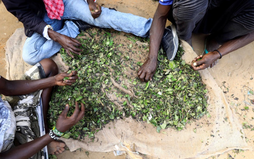 الصومال: نقص القات بسبب كورونا يفاقم المشاكل الصحية