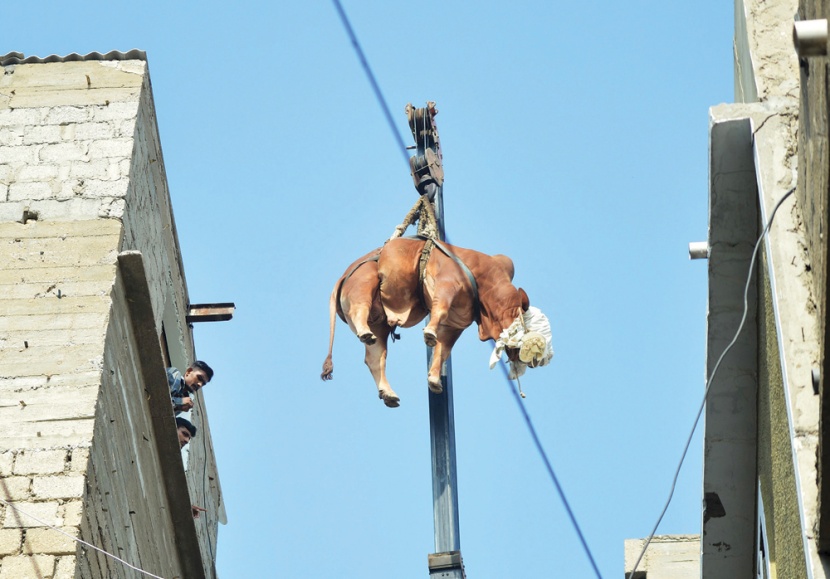 رافعة تقوم بإنزال ثور من سطح مبنى في كراتشي