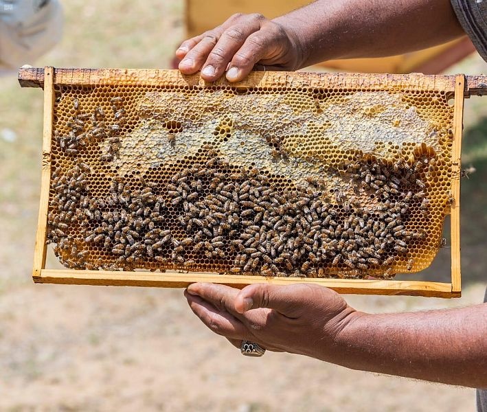 من الوجهات السياحية بالمملكة.. مدينة الـ 800 ألف كيلوجرام من العسل