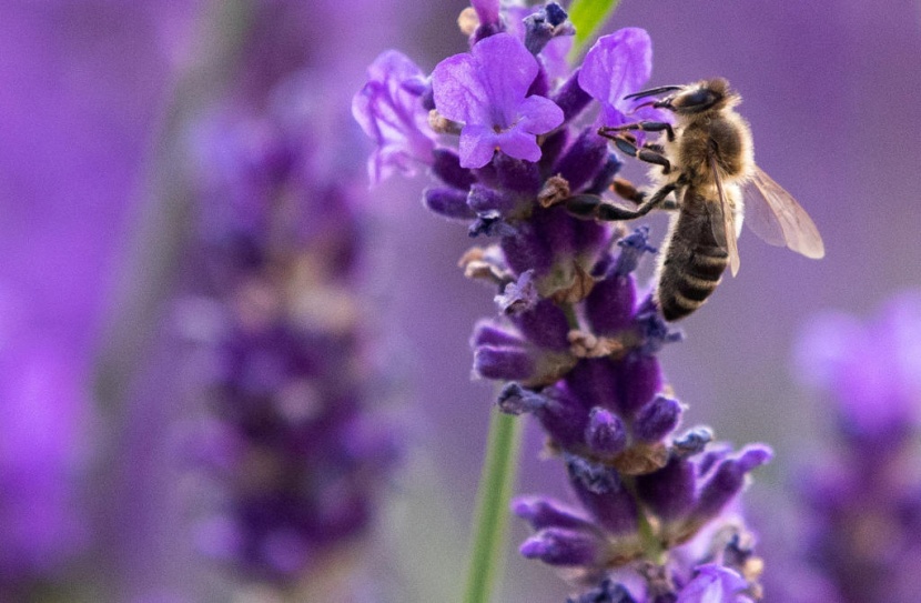 الاتحاد الأوروبي تقاعس عن وقف تناقص أعداد النحل والفراشات