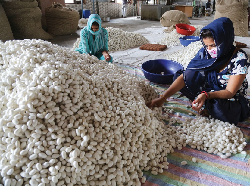 عاملتان في مصنع حرير في ضواحي مدينة جامو الهندية تفرزان شرانق دودة القز