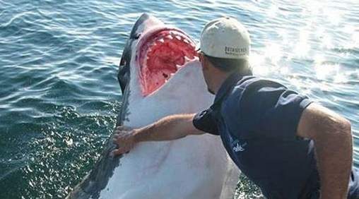 لإنقاذ زوجته من فكيها.. أسترالي ينهال باللكمات على سمكة قرش 