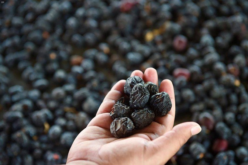 «عجوة المدينة» .. ثمرة مباركة ورمز اجتماعي