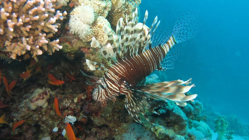  البحر الأحمر .. متعة الغوص بين حدائق الشعاب المرجانية في محافظة حقل. 