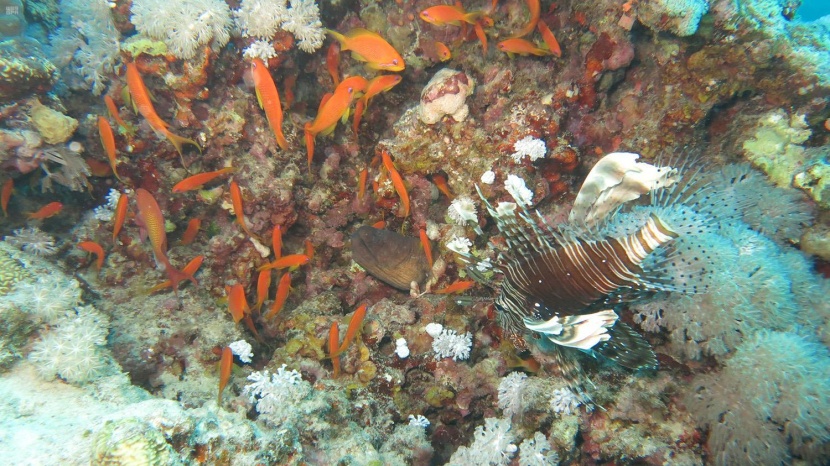  البحر الأحمر .. متعة الغوص بين حدائق الشعاب المرجانية في محافظة حقل. 