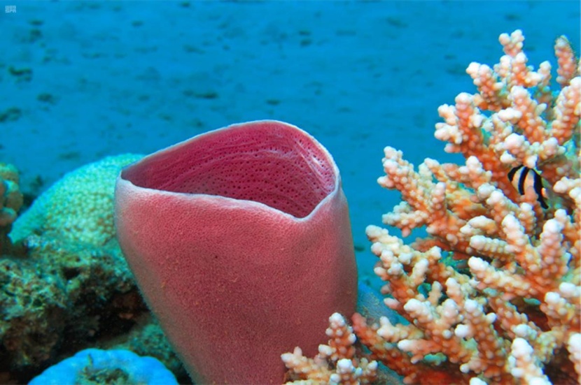  البحر الأحمر .. متعة الغوص بين حدائق الشعاب المرجانية في محافظة حقل. 