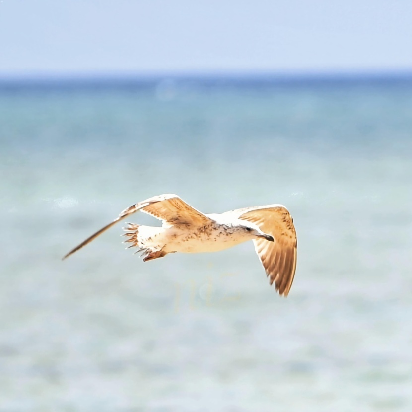 من الوجهات السياحية في المملكة .. كورنيش الطيور المهاجرة