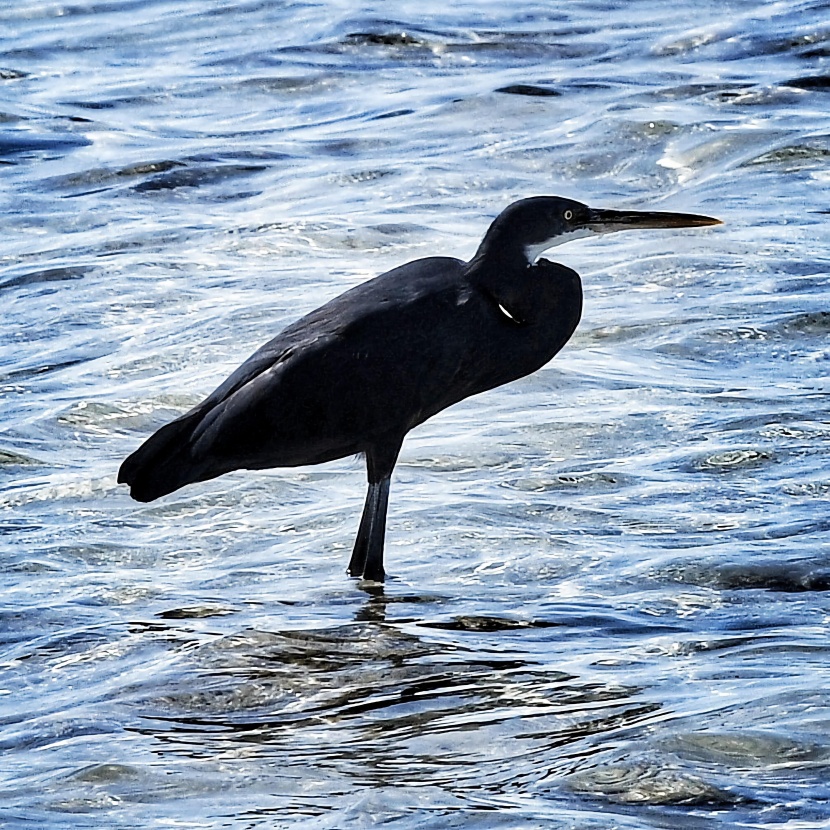 من الوجهات السياحية في المملكة .. كورنيش الطيور المهاجرة