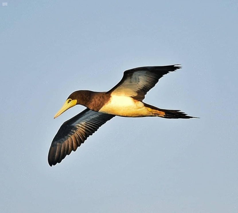 من الوجهات السياحية في المملكة .. كورنيش الطيور المهاجرة