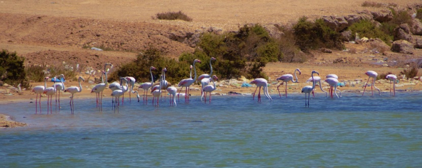من الوجهات السياحية في المملكة .. كورنيش الطيور المهاجرة