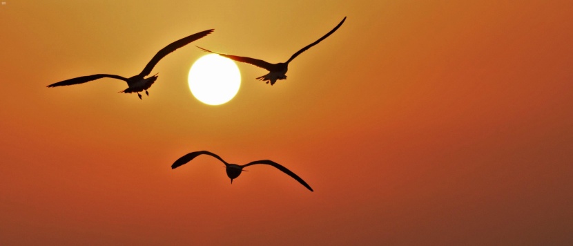 من الوجهات السياحية في المملكة .. كورنيش الطيور المهاجرة