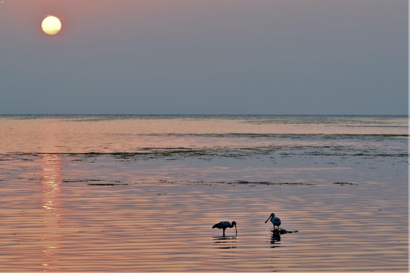 من الوجهات السياحية في المملكة .. كورنيش الطيور المهاجرة