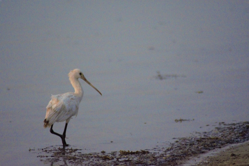 من الوجهات السياحية في المملكة .. كورنيش الطيور المهاجرة