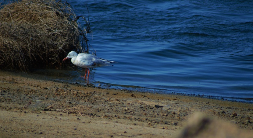 من الوجهات السياحية في المملكة .. كورنيش الطيور المهاجرة