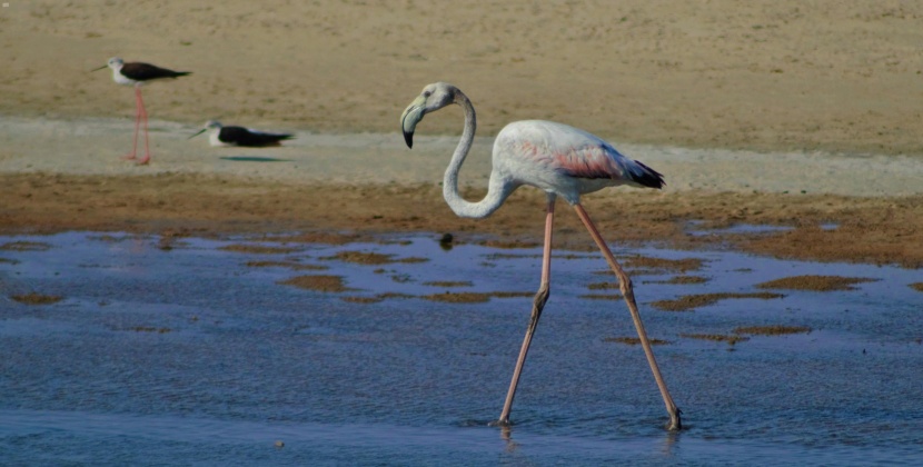 من الوجهات السياحية في المملكة .. كورنيش الطيور المهاجرة
