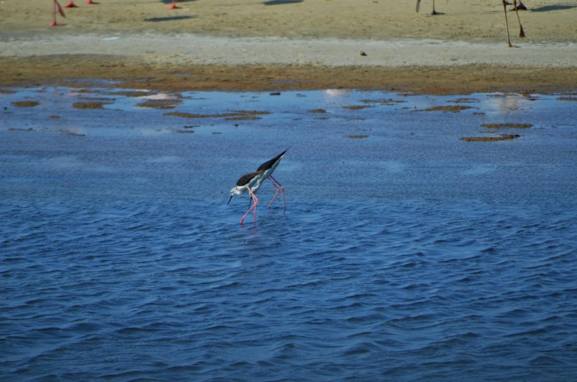 من الوجهات السياحية في المملكة .. كورنيش الطيور المهاجرة
