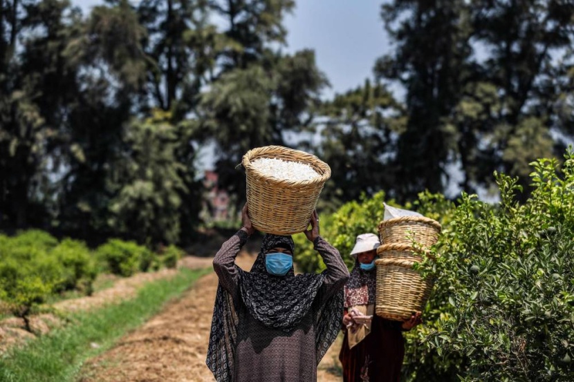 برائحة الياسمين .. قرية مصرية تعطر العالم