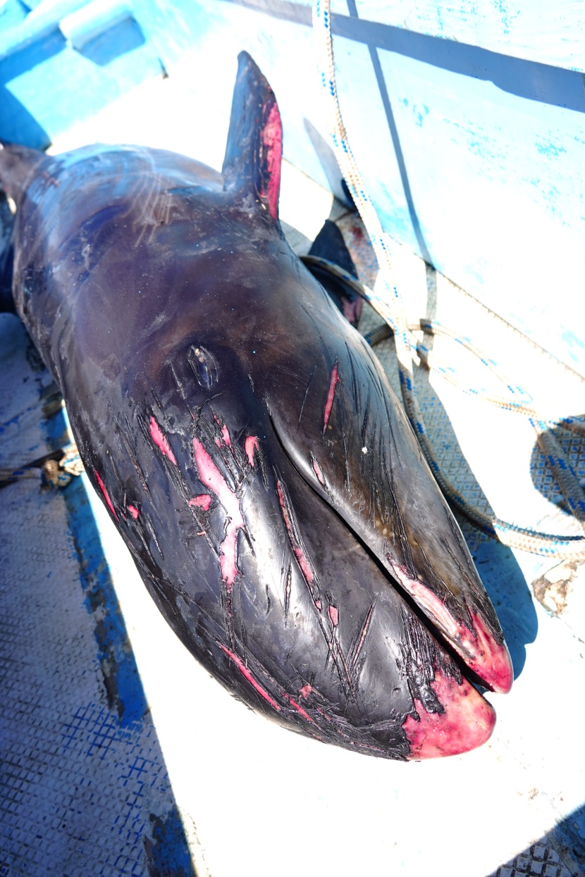 العثور على 39 من الدلافين النافقة في موريشيوس بعد أسابيع من تسرب نفطي  