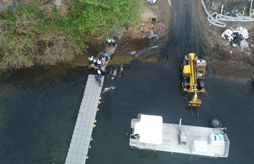 العثور على 39 من الدلافين النافقة في موريشيوس بعد أسابيع من تسرب نفطي  
