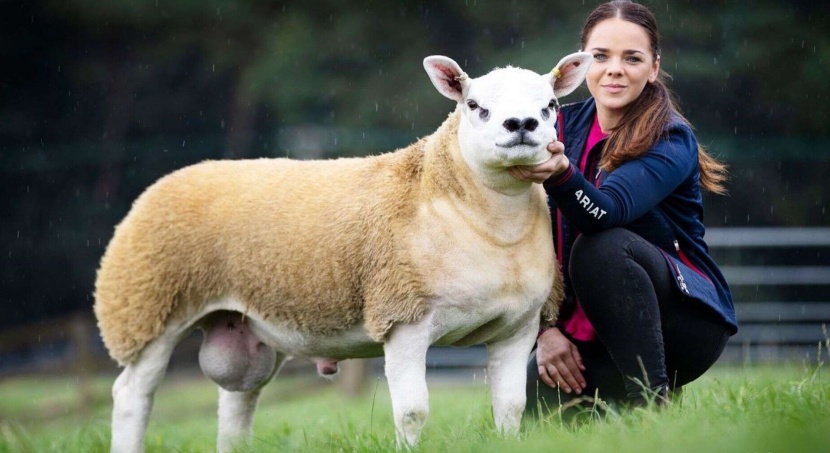 بيع أغلى خروف في العالم بنصف مليون دولار 