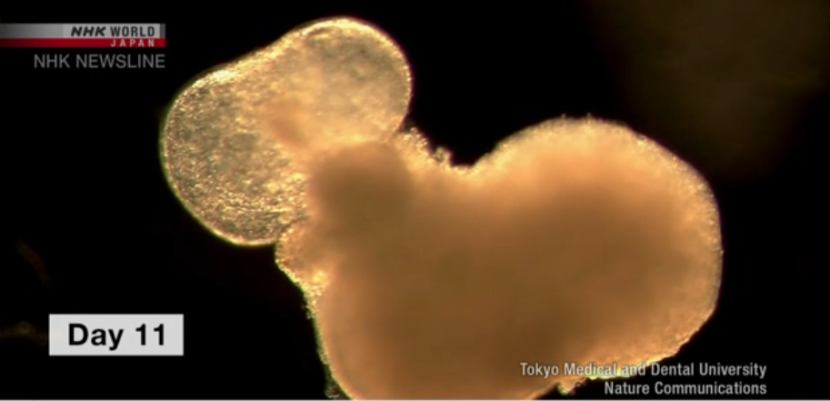 للمرة الأولى..النجاح في تطوير "قلب ينبض" بتقنية ثلاثية الأبعاد