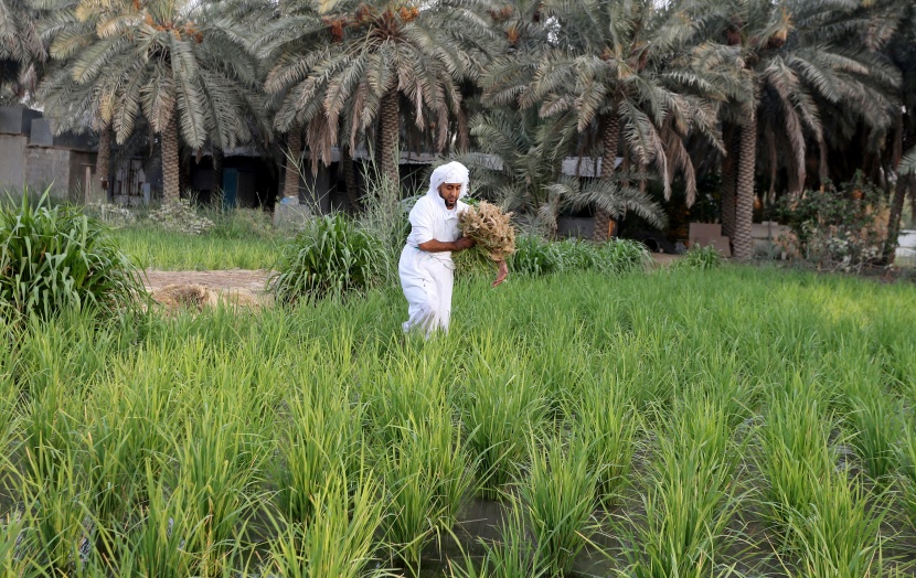 الأرز الحساوي .. "ذهب" تتوارثه الأجيال في واحة سعودية