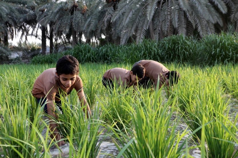 الأرز الحساوي .. "ذهب" تتوارثه الأجيال في واحة سعودية