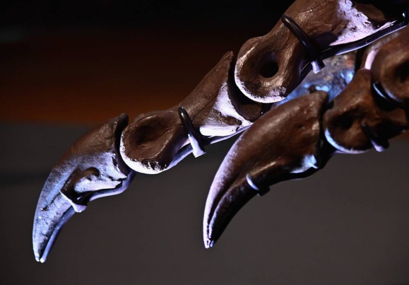 مزاد على هيكل عظمي لتيرانوصور وتوقعات بسعر قياسي