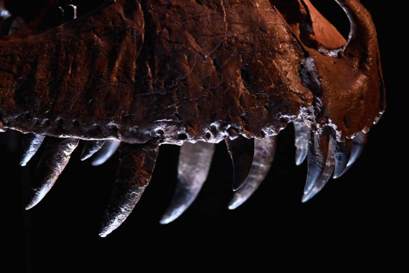 مزاد على هيكل عظمي لتيرانوصور وتوقعات بسعر قياسي