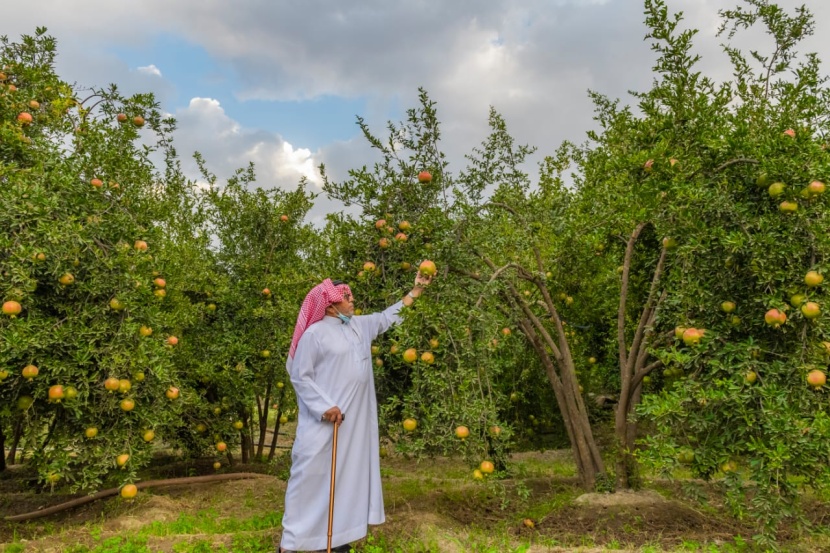الباحة تزود الأسواق المحلية والإقليمية بـ 30 ألف طن من الرمان 
