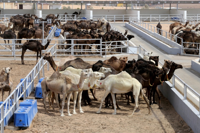 القصيم تحتضن أكبر مستشفى في العالم للإبل  
