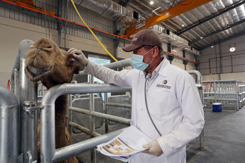 القصيم تحتضن أكبر مستشفى في العالم للإبل  