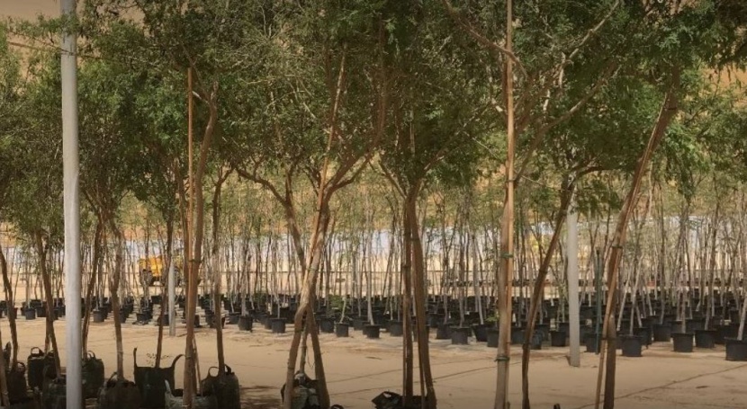 لتوفير 15 مليون شتلة بحلول 2030 .. زراعة 15 ألف نبتة في مشتل "البحر الأحمر"