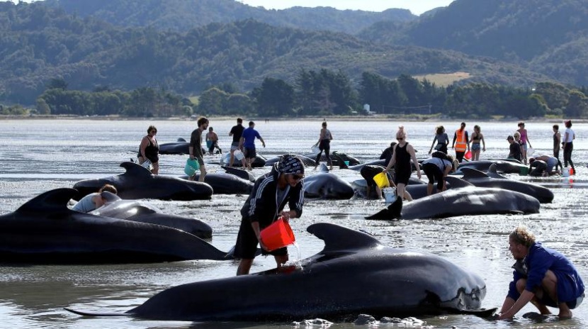 نفوق أكثر من 12 حوتا علقت على شاطئ في نيوزيلندا 