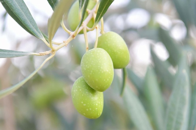 تبوك : معاصر الزيتون تستقبل حصاد 800 ألف شجرة في المنطقة