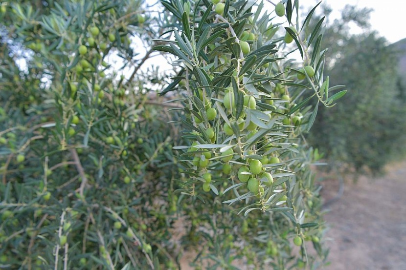 تبوك : معاصر الزيتون تستقبل حصاد 800 ألف شجرة في المنطقة