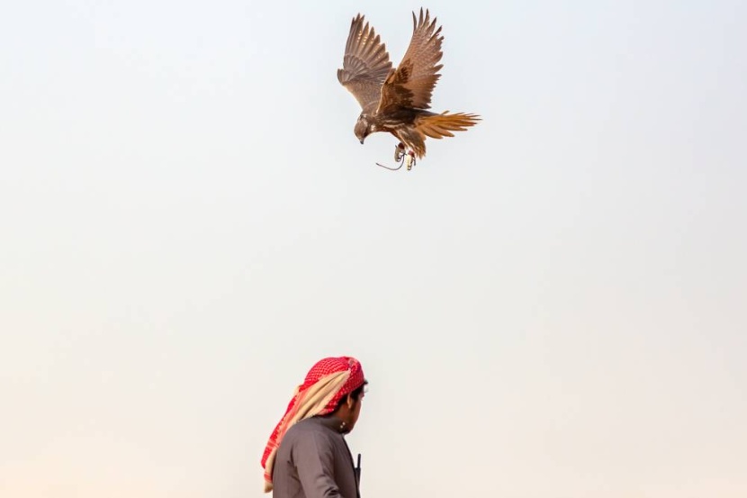 بدء التسجيل في مهرجان الملك عبدالعزيز للصقور .. والدمام أولى المحطات