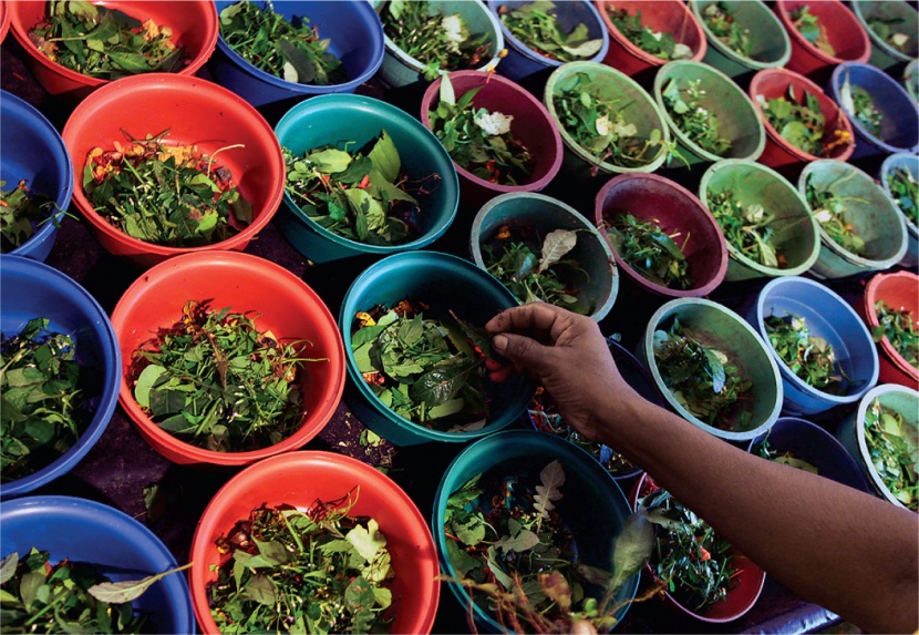 الهند تلجأ إلى الطب التقليدي لمواجهة "كورونا" 