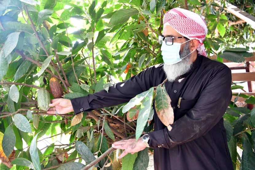الكاكاو في جازان .. منتج زراعي بديل ذو مردود اقتصادي