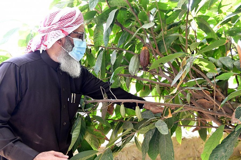 كاكاو جازان .. موسم الحصاد