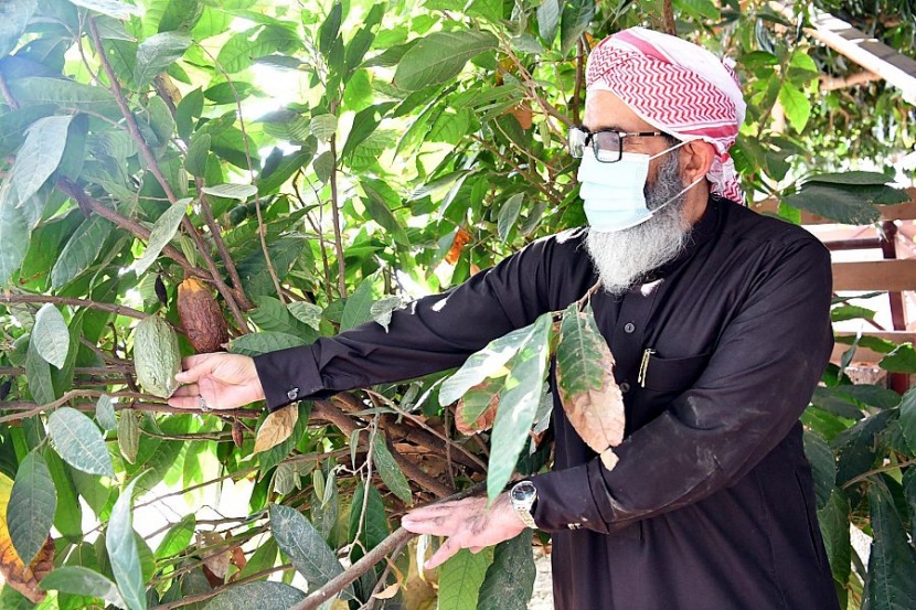 كاكاو جازان .. موسم الحصاد