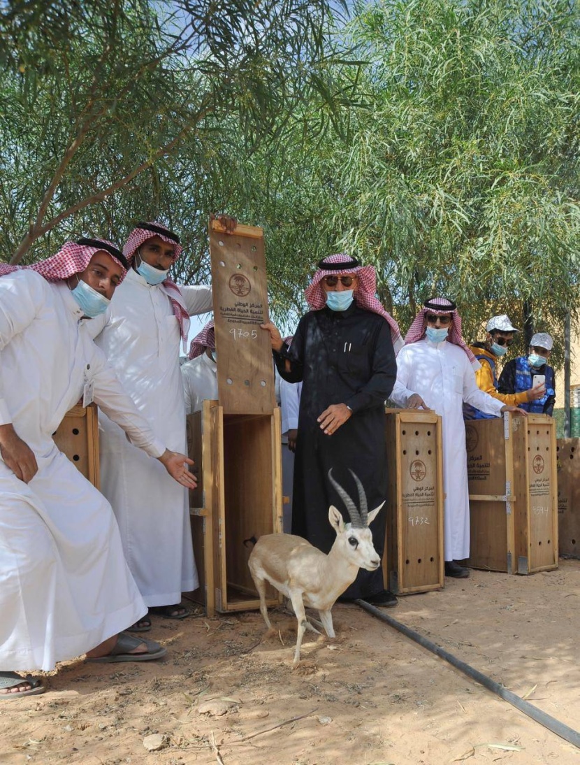 إطلاق 27 من ظباء الريم في متنزهين في الرياض والقصيم