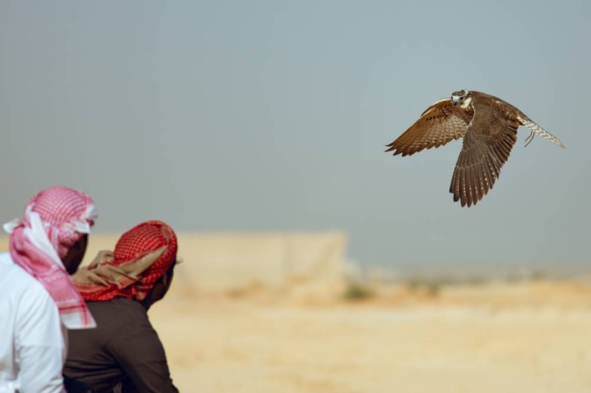 «مهرجان الصقور» يحافظ على التراث ويلبي طموحات محبي الهواية